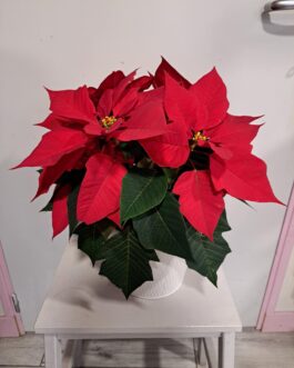 Poinsettia rouge