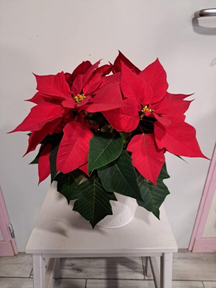 Poinsettia rouge – Image 2