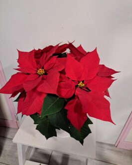 Poinsettia rouge