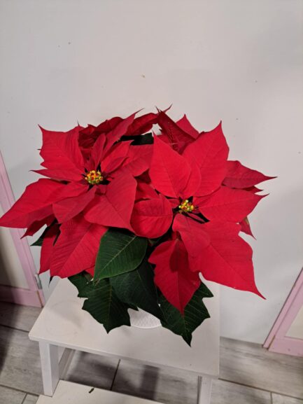 Poinsettia rouge