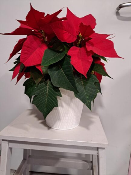 Poinsettia rouge – Image 3